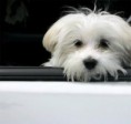 /album/pets-/viajar-mascotas-jpeg/