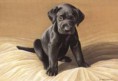 /album/pets-/images-jpg/