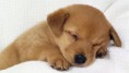 /album/pets-/mascotas-jpg/
