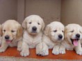 /album/pets/equipo-mascotas-tienda-productos-animales-jpg1/
