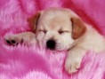 /album/pets/mascota-01-si-jpg/