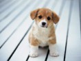 /album/pets/a400-1183005113-dog10261600x1200-jpg/